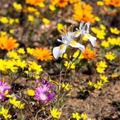 Moraea serpentina