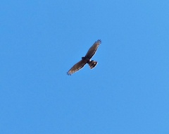 Circus cinereus