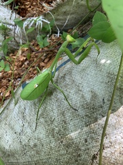 Stagmatoptera septentrionalis