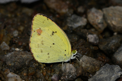 Pyrisitia lisa centralis