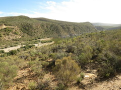 Dicerothamnus rhinocerotis