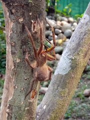 Phoneutria boliviensis