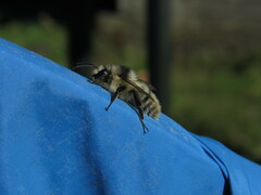 Bombus sylvarum