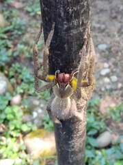 Phoneutria boliviensis