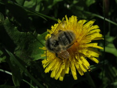 Bombus sylvarum