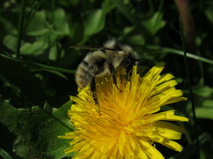 Bombus sylvarum