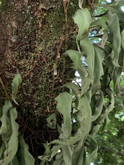 Pleopeltis macrocarpa