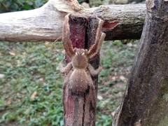 Phoneutria boliviensis