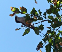 Aphrastura spinicauda