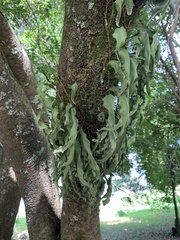 Pleopeltis macrocarpa