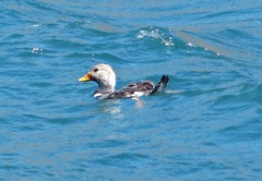 Tachyeres patachonicus