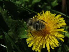 Bombus sylvarum