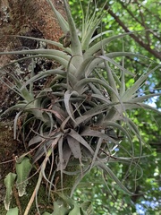Tillandsia incarnata
