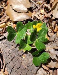 Oxalis dumetorum
