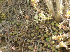 Crassula orbicularis
