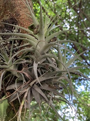 Tillandsia incarnata