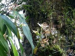 Prosthechea fragrans