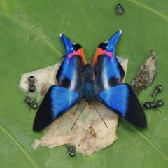 Rhetus dysonii