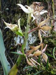 Prosthechea fragrans
