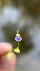 Utricularia uliginosa