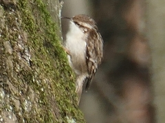 Certhia familiaris