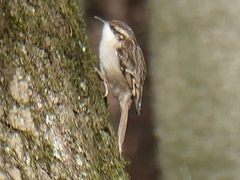 Certhia familiaris