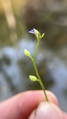 Utricularia uliginosa
