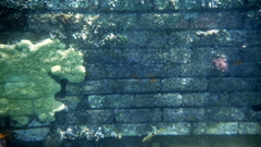 Palythoa caribaeorum
