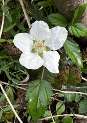 Rubus flagellaris
