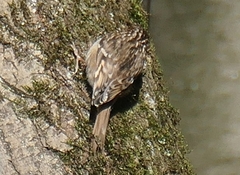 Certhia familiaris