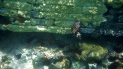 Palythoa caribaeorum