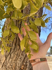 Phoradendron leucarpum