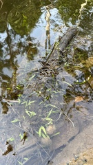 Utricularia uliginosa