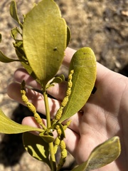 Phoradendron leucarpum