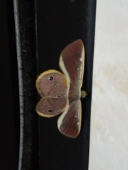 Opisthoxia