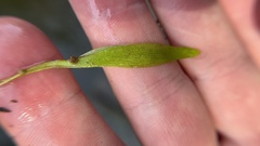 Utricularia uliginosa