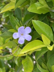 Duranta erecta