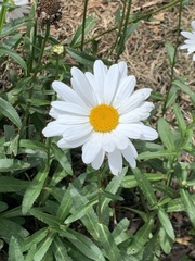 Leucanthemum maximum