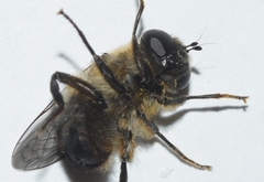 Platynochaetus setosus