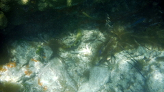Halichoeres radiatus