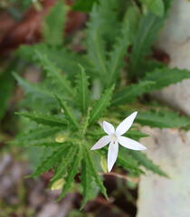 Hippobroma longiflora
