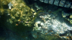 Gymnothorax funebris