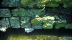 Palythoa caribaeorum