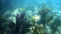 Acropora palmata