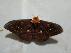 Procitheronia fenestrata