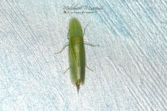 Draeculacephala robinsoni