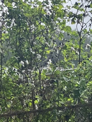 Gossypium barbadense