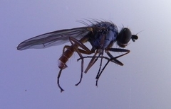 Heteromyza rotundicornis