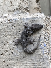 Tarentola delalandii