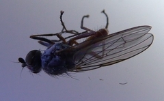 Heteromyza rotundicornis